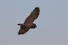 Short-eared Owl at West Canvey Marsh (RSPB) (Tim Bourne) (14787 bytes)