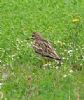Stone Curlew at Bowers Marsh (RSPB) (Graham Oakes) (95083 bytes)