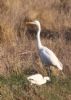 Great White Egret at Wallasea Island (RSPB) (Jeff Delve) (90358 bytes)