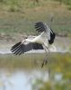 White Stork at West Canvey Marsh (RSPB) (Graham Oakes) (47895 bytes)