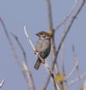 Tree Sparrow at Gunners Park (Vince Kinsler) (36724 bytes)