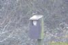 Barn Owl at Wat Tyler Country Park (Richard Howard) (140613 bytes)