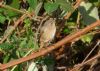 Redstart at Gunners Park (Richard Howard) (185005 bytes)