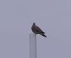 Turtle Dove at Wakering Stairs (Vince Kinsler) (15738 bytes)