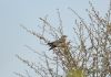 Cuckoo at Two Tree Island (East) (Graham Mee) (88074 bytes)