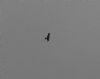 Red Kite at Battlesbridge (Vince Kinsler) (86218 bytes)