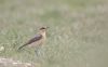 Wheatear at Gunners Park (Andrew Armstrong) (39011 bytes)