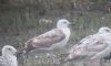 Caspian Gull at Bowers Marsh (RSPB) (Paul Griggs) (45068 bytes)