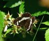 White Admiral at Belfairs Woods (Graham Oakes) (73710 bytes)