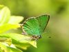 Green Hairstreak at Canvey Wick (Vince Kinsler) (66848 bytes)