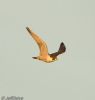 Peregrine Falcon at Wallasea Island (RSPB) (Jeff Delve) (23755 bytes)