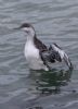 Red-throated Diver at Canvey Point (Tim Bourne) (54076 bytes)