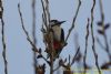 Great Spotted Woodpecker at Canvey Wick (Richard Howard) (49513 bytes)