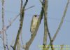 Green Woodpecker at Bowers Marsh (RSPB) (Richard Howard) (98342 bytes)