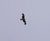 Red Kite at Gunners Park (Vince Kinsler) (12166 bytes)