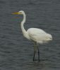 Great White Egret at Hullbridge (Steve Arlow) (60011 bytes)