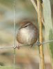 Cetti's Warbler at Bowers Marsh (RSPB) (Graham Oakes) (53366 bytes) Cetti's Warbler at Bowers Marsh (RSPB) (Graham Oakes) (53366 bytes)