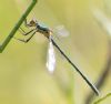 Scarce Emerald Damselfly at Canvey Way (Andrew Armstrong) (41342 bytes)