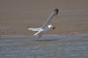 Herring Gull at River Roach (Graham Mee) (40545 bytes)