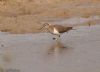 Common Sandpiper at Lower Raypits (Jeff Delve) (56478 bytes)