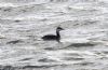 Slavonian Grebe at Gunners Park (Jeff Delve) (94665 bytes)