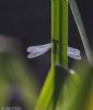 Willow Emerald Damselfly at Canewdon (Jeff Delve) (43615 bytes)