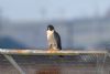 Peregrine Falcon at Wallasea Island (RSPB) (John Wright) (43869 bytes)