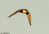 Peregrine Falcon at Wallasea Island (RSPB) (Jeff Delve) (20653 bytes)