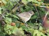 Barred Warbler at Gunners Park (Mike Clarke) (87809 bytes)