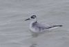Grey Phalarope at Canvey Point (Vince Kinsler) (36245 bytes)