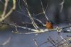 Kingfisher at Priory Park (Matt Bruty) (47788 bytes)