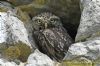 Little Owl at Rawreth (Richard Howard) (121026 bytes)