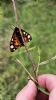 Butterflies and Moths at South Fambridge (Paul Baker) (60344 bytes)