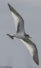 Sabine's Gull at Canvey Point (Jeff Delve) (17875 bytes)