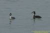 Great Crested Grebe at Canvey Point (Richard Howard) (63658 bytes)