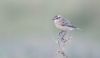 Whinchat at Gunners Park (Andrew Armstrong) (19715 bytes)