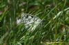 Marbled White at West Canvey Marsh (RSPB) (Richard Howard) (84418 bytes)