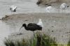 Glossy Ibis at Vange Marsh (RSPB) (Richard Howard) (59667 bytes)