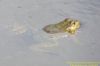 Marsh Frog at Benfleet Downs (Richard Howard) (74650 bytes)