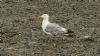 Yellow-legged Gull at Hullbridge (Steve Arlow) (93623 bytes)