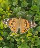 Painted Lady at South Fambridge (Paul Baker) (131819 bytes)