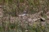 Little Ringed Plover at Wallasea Island (RSPB) (Jeff Delve) (95493 bytes)