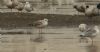 Caspian Gull at Bowers Marsh (RSPB) (Steve Arlow) (52280 bytes)