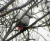 Grey Parrot at Hockley Woods (Matt Bruty) (132556 bytes)