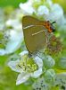 White-letter Hairstreak at Bowers Marsh (RSPB) (Graham Oakes) (63790 bytes) White-letter Hairstreak at Bowers Marsh (RSPB) (Graham Oakes) (63790 bytes)