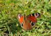 Peacock Butterfly at Vange Marsh (RSPB) (Richard Howard) (153995 bytes)