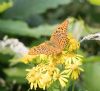 Silver-washed Fritillary at Belfairs N.R. (Andrew Armstrong) (82406 bytes)
