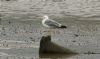 Yellow-legged Gull at Hullbridge (Steve Arlow) (76062 bytes)