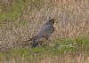 Peregrine Falcon at Wallasea Island (RSPB) (Jeff Delve) (89920 bytes)