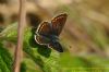Brown Argus at Canvey Wick (Richard Howard) (92048 bytes)